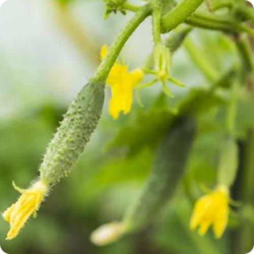 Какие гибриды огурцов наиболее универсальны и могут быть использованы для приготовления различных блюд на открытом грунте. ХАРАКТЕРИСТИКИ РАЗНЫХ ВИДОВ ОГУРЦОВ