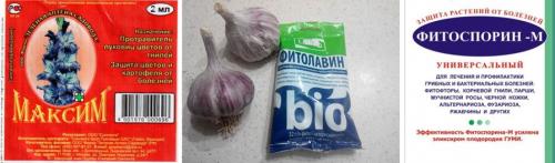 В чем замочить чеснок перед посадкой. Обработка чеснока перед посадкой осенью