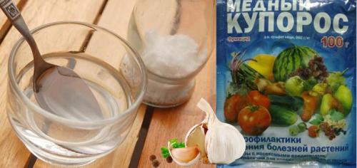 В чем замочить чеснок перед посадкой. Обработка чеснока перед посадкой осенью