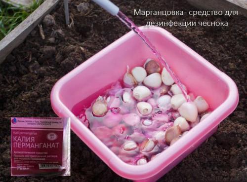 В чем замочить чеснок перед посадкой. Обработка чеснока перед посадкой осенью