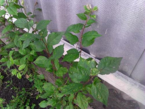 Родной сорт или дичка вырастет из корневой поросли яблони. Новая яблонька – от корня старой 04