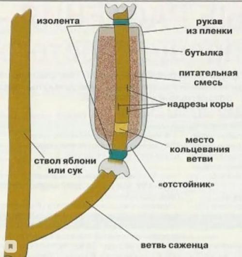 Отросток от яблони. Пошаговая инструкция размножения яблони воздушными отводками