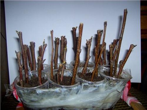 Корневая поросль у плодовых сортов деревьев. Деревья и кустарники, образующие корневую поросль: самый краткий и четкий список в Рунете 04 Корневая поросль у плодовых сортов деревьев. Деревья и кустарники, образующие корневую поросль: самый краткий и четкий список в Рунете 04