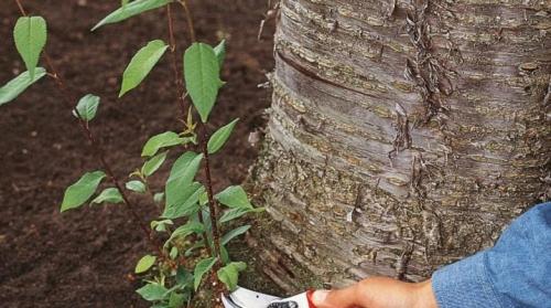 Поросль ниже прививки. Как размножить сливу порослью и будет ли она плодоносить?