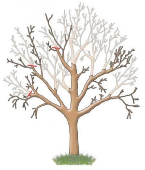 Поросль на стволе яблони. Волчки на яблоне —, что это и откуда берутся?