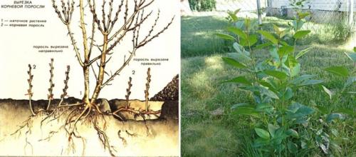 Родной сорт или дичка вырастет из корневой поросли яблони. Новая яблонька – от корня старой 03