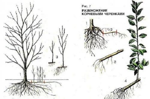Родной сорт или дичка вырастет из корневой поросли яблони. Новая яблонька – от корня старой 02