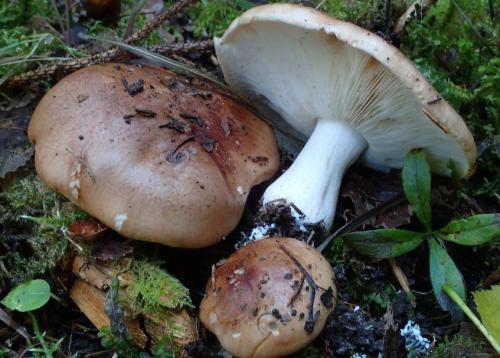 Открытие для грибников: топ 5 съедобных грибов в тополёвых посадках 02 Открытие для грибников: топ 5 съедобных грибов в тополёвых посадках 02