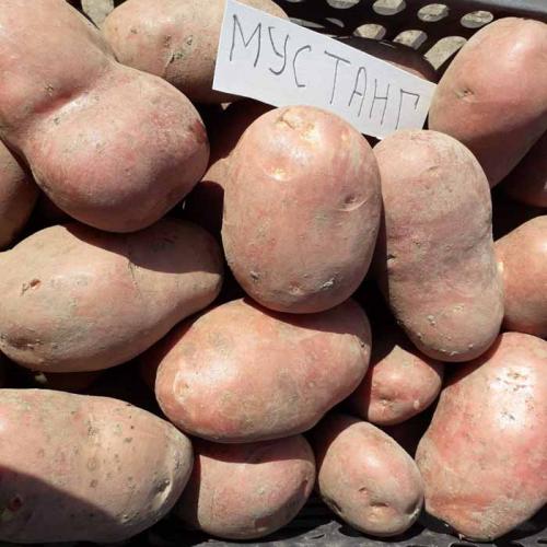 Рассыпчатые сорта картофеля – ТОП-20 2022 года