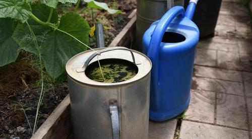 Огурцов продлить плодоношение. Добавление статьи в новую подборку 02