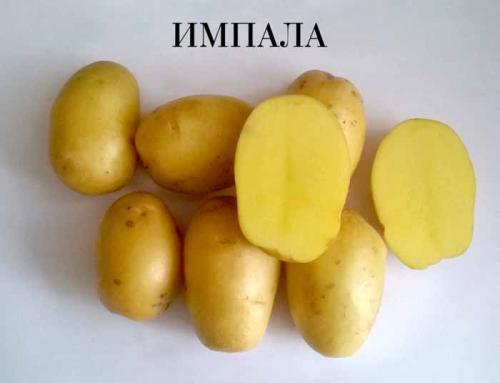 Рассыпчатые сорта картофеля – ТОП-20 2022 года