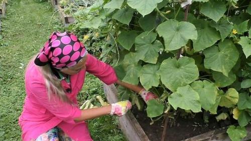 Как оживить огурцы в августе. Как спасти огурцы от августовского стресса