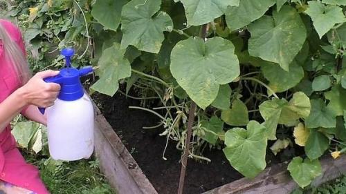 Как оживить огурцы в августе. Как спасти огурцы от августовского стресса