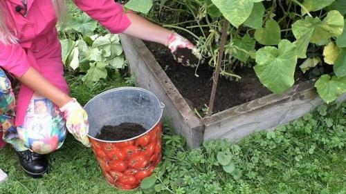 Как оживить огурцы в августе. Как спасти огурцы от августовского стресса