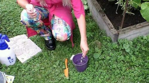 Как оживить огурцы в августе. Как спасти огурцы от августовского стресса