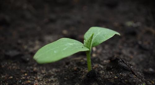 Огурцов продлить плодоношение. Добавление статьи в новую подборку 03