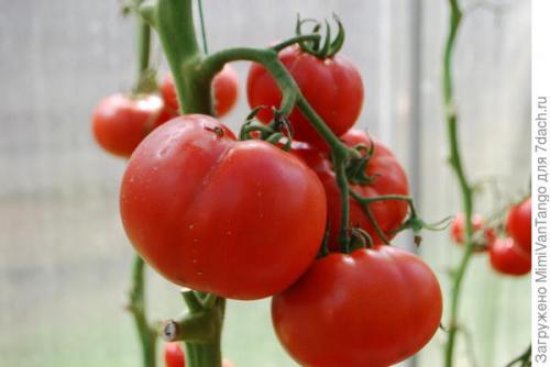 Байкал'' для дачников своими руками. Аналог Байкал ЭМ-1