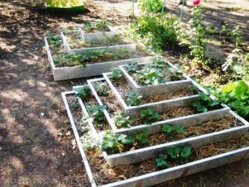 Как выбрать идеальные высокие грядки для клубники 01 Как выбрать идеальные высокие грядки для клубники 01