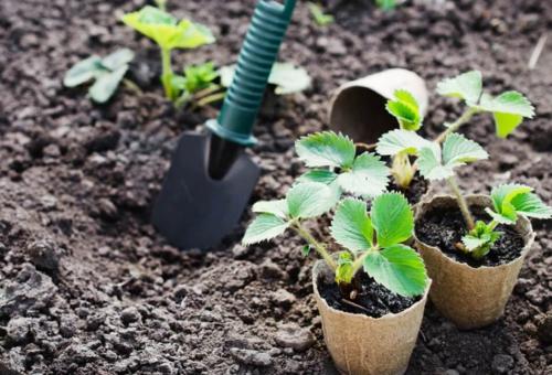 Что нужно учитывать при выборе места для посадки клубники. Выбор и подготовка участка