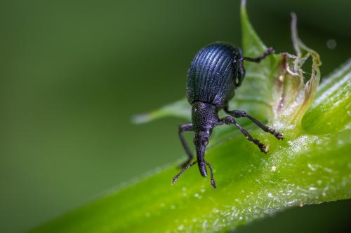 Как защитить грядку для клубники от вредителей. Проблемы с вредителями: как избежать их атак