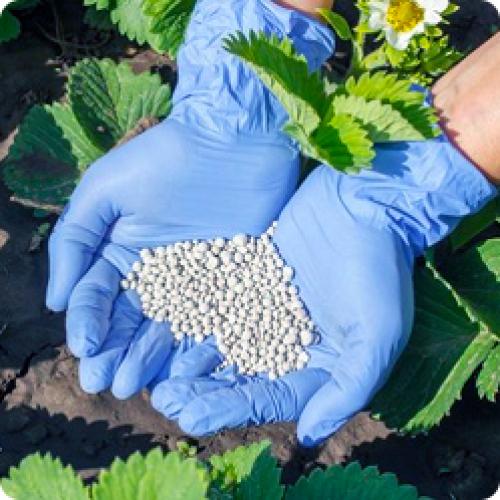 Как ухаживать за клубникой в грядке. УХОД ЗА КЛУБНИКОЙ В АВГУСТЕ