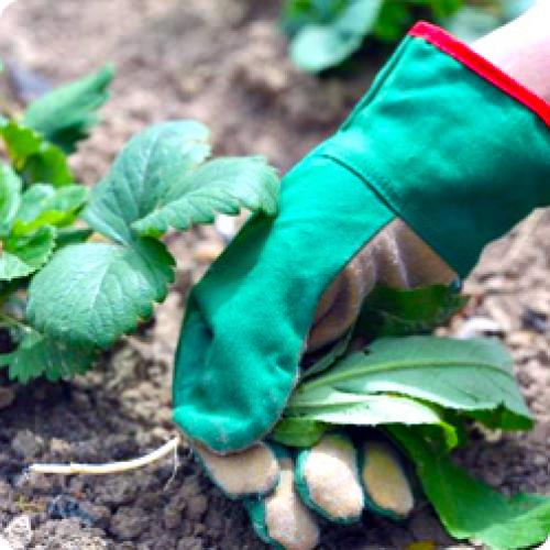 Как ухаживать за клубникой в грядке. УХОД ЗА КЛУБНИКОЙ В АВГУСТЕ