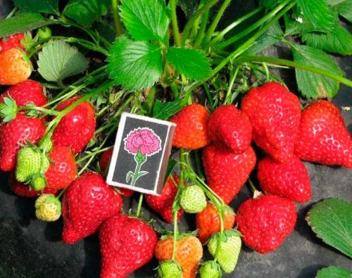 Какие сорта клубники наиболее урожайные. Топ-11 сортов клубники: зимостойкие, урожайные, вкусные