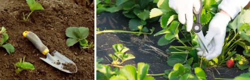 Как ухаживать за клубникой в грядке. УХОД ЗА КЛУБНИКОЙ В АВГУСТЕ