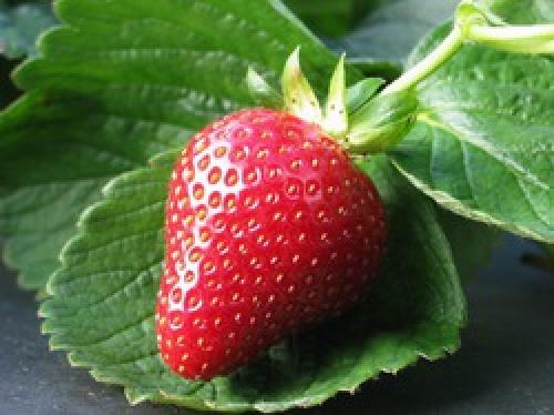 Можно ли высаживать клубнику на тенистых местах. Можно ли садить клубнику в тени?