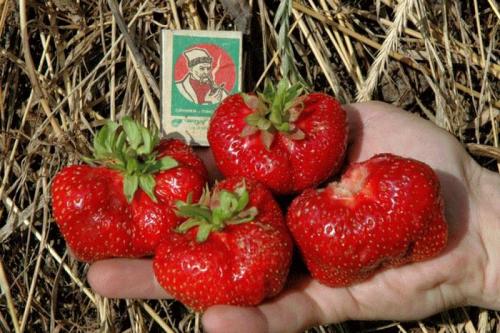 Какие сорта клубники наиболее урожайные. Топ-11 сортов клубники: зимостойкие, урожайные, вкусные