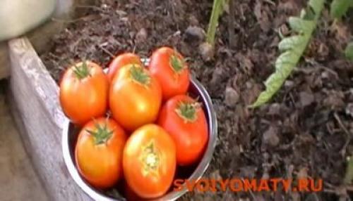 С какой кисти брать помидор на семена. Какие томаты (помидоры) надо выбирать на семена