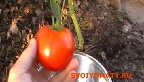 Сбраживание семян томатов. Как заготовить семена помидоров 03