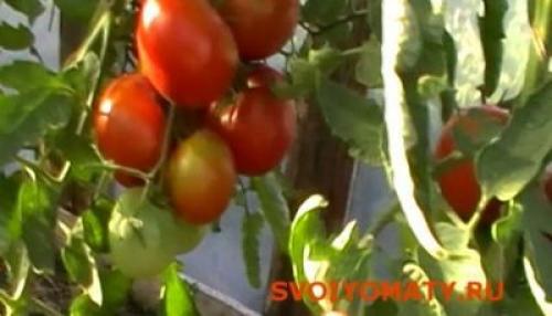 С какой кисти брать помидор на семена. Какие томаты (помидоры) надо выбирать на семена