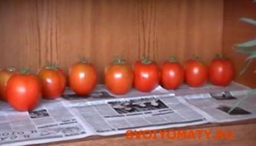 С какой кисти брать помидор на семена. Какие томаты (помидоры) надо выбирать на семена