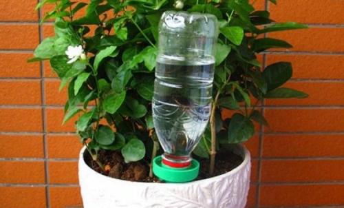 Как сделать капельный полив для комнатных растений. Для комнатных растений