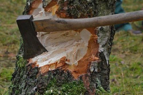 У засыхающей яблони появились новый отросток. Яблоня засохла: почему? 01