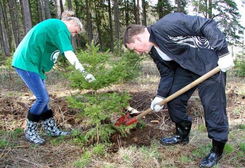У засыхающей яблони появились новый отросток. Яблоня засохла: почему? 02