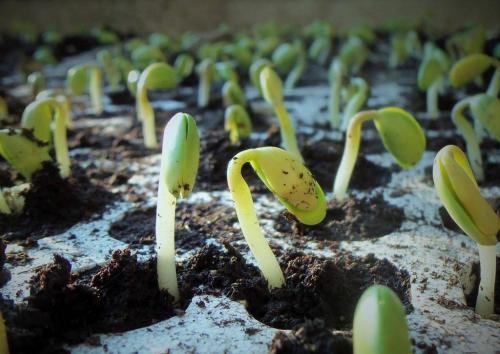 У засыхающей яблони появились новый отросток. Яблоня засохла: почему? 04