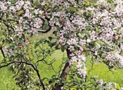 Почему сохнет яблоня. Советы экспертов, что делать, если сохнут яблони?