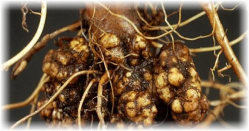 У яблони засохла верхушка. Разбор причин, почему засохла яблоня. Мнение специалистов