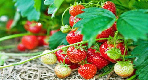 Просто и эффективно: лучшие способы посадки клубники 04 Просто и эффективно: лучшие способы посадки клубники 04