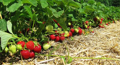 Просто и эффективно: лучшие способы посадки клубники 07 Просто и эффективно: лучшие способы посадки клубники 07