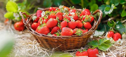 Какие сорта земляники лучше высаживать осенью. Посадка земляники осенью: секреты хорошей приживаемости