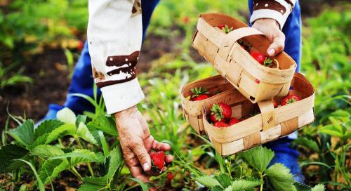 Просто и эффективно: лучшие способы посадки клубники 06 Просто и эффективно: лучшие способы посадки клубники 06