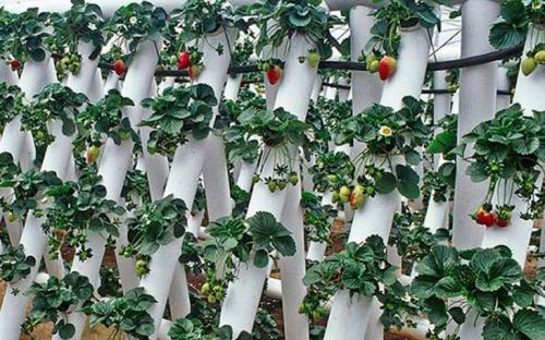 Как правильно уложить решётку для грядки для клубники. Вертикальные грядки для клубники – 110 фото, как построить правильно вертикальные грядки для фруктов, цветов и овощей