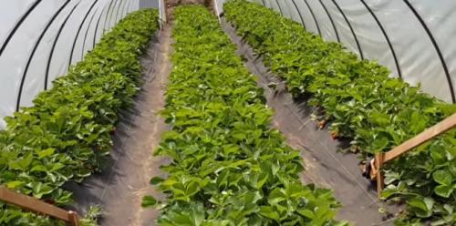 Как обеспечить оптимальную температуру в грядке для клубники. Клубника в теплице: особенности, требования и уход за растениями