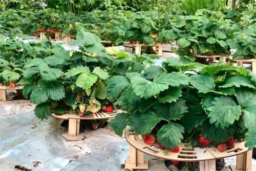 Как правильно уложить решётку для грядки для клубники. Вертикальные грядки для клубники – 110 фото, как построить правильно вертикальные грядки для фруктов, цветов и овощей