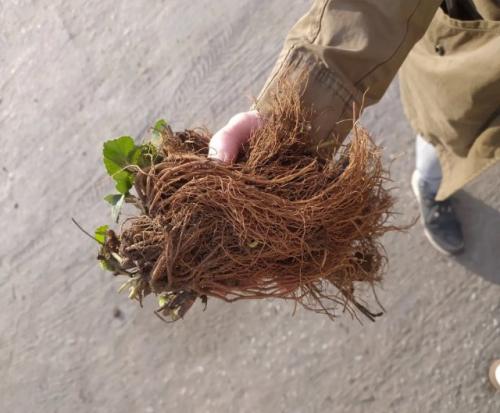 Как правильно посадить клубничный черенки. Какие есть варианты размножения клубники?