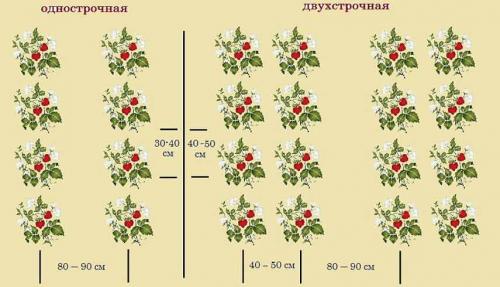 Какие сорта земляники лучше высаживать осенью. Посадка земляники осенью: секреты хорошей приживаемости