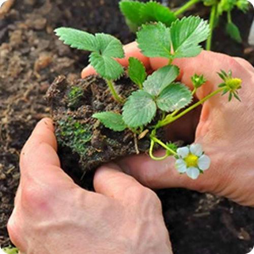 Что нужно для создания грядки для посадки клубники. ПОСАДКА КЛУБНИКИ САДОВОЙ